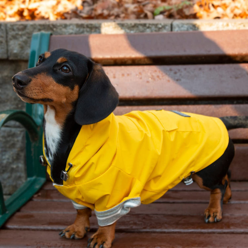 DJANGO Highland Dog Jacket and Raincoat - Water-Repellent, Windproof, and Harness-Friendly Winter Dog Coat and Stylish Dog Raincoat with Adjustable Drawstrings, Optional Hood, Premium Gunmetal Hardware, and Back Pocket X-Small Dandelion Yellow - PawsPlanet Australia