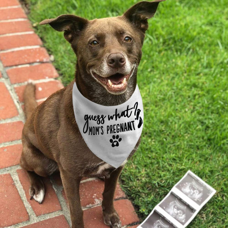 JPB Guess What? My Mom is Pregnant, Pregnancy Announcement Dog Bandana S - PawsPlanet Australia