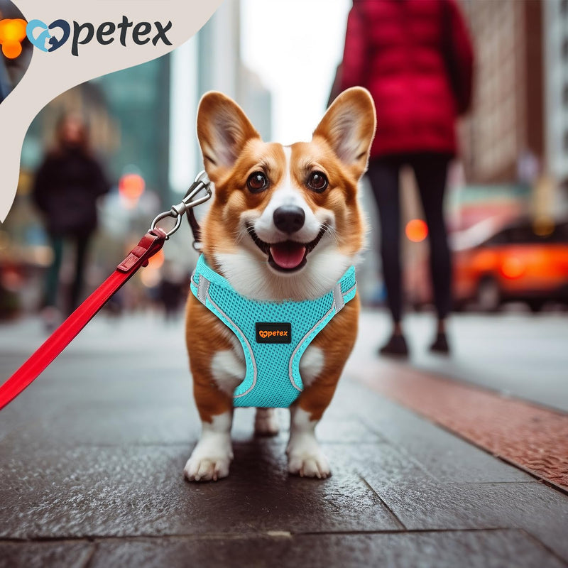 Petex dog harness for small and medium-sized dogs - TUV tested - Made in Europe - Puppy harness with Air Mesh technology - Reflective and breathable - Chest harness for dogs - Dog Harness Baby Blue M - PawsPlanet Australia