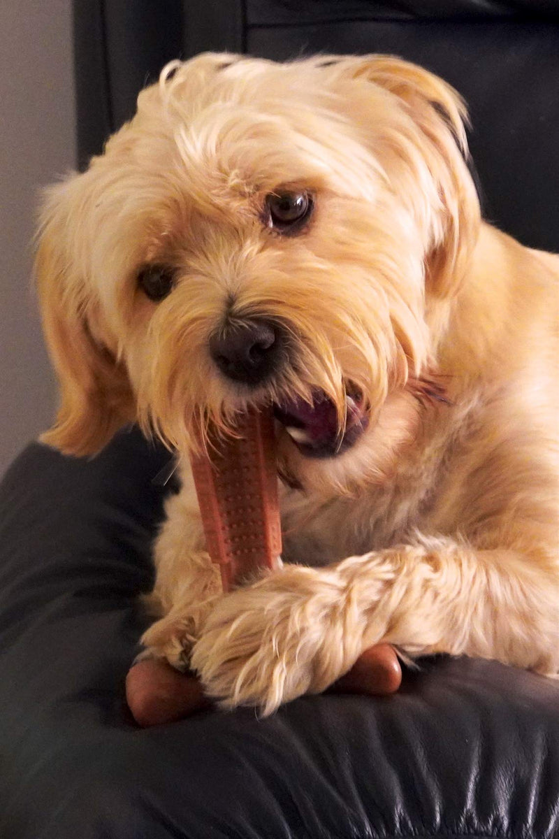 Bamboodles T-Bone Dog Chew for the most even the most aggressive of chewers LARGE CHICKEN - PawsPlanet Australia