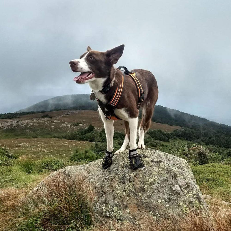 [Australia] - QUMY Dog Shoes for Medium Large Breed Dogs Boots Rugged Non Slip with Reflective Tape Pet Booties size 2: 2.5"x1.7"(L*W) for 18-27 lbs Black-upgrade 