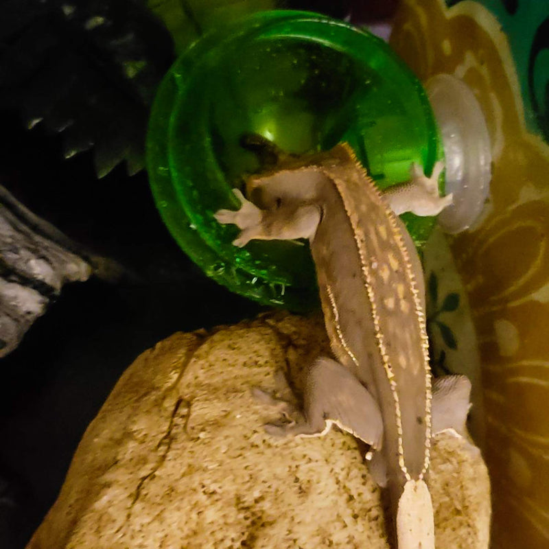 SENZEAL Anti-Escape Reptile Food Dish Bowl for Lizard Tortoise Gecko Snakes Chameleon - PawsPlanet Australia