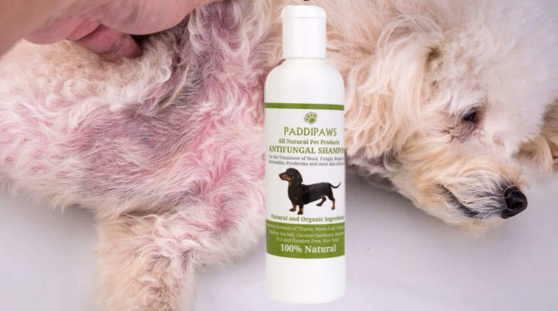 100% Natural Antifungal and Antibacterial Dog Shampoo - Yeast Infections, Ringworm, Dermatitis, Pyoderma - Safe - Natural - Paraben and SLS Free - 250ml - Larger bottle available from the store. - PawsPlanet Australia