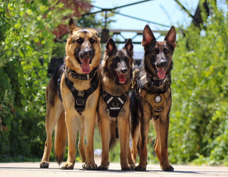 OneTigris Dog Harness X Destroyer Tactical Dog Harness 3 Handles Heavy Duty Dog Vest with Metal Buckles L Black - PawsPlanet Australia