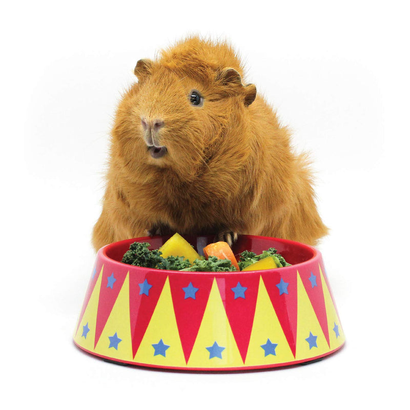 HAYPIGS Starter Set - Circus Themed Guinea Pig Toys and Accessories - Guinea Pig Toys - Guinea Pig House - Guinea Pig Bowl - Guinea Pig Tunnel - Guinea Pig Hideaway - Guinea Pig Food Bowl 2. Haypigs Starter Set - PawsPlanet Australia