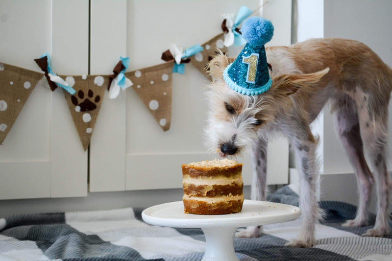 PET SHOW Small Dog Birthday Hat for Pets 1-Year-Old Birthday Party Cat Kitten Headband Hats Charms Grooming Accessories Pack of 1 Blue - PawsPlanet Australia