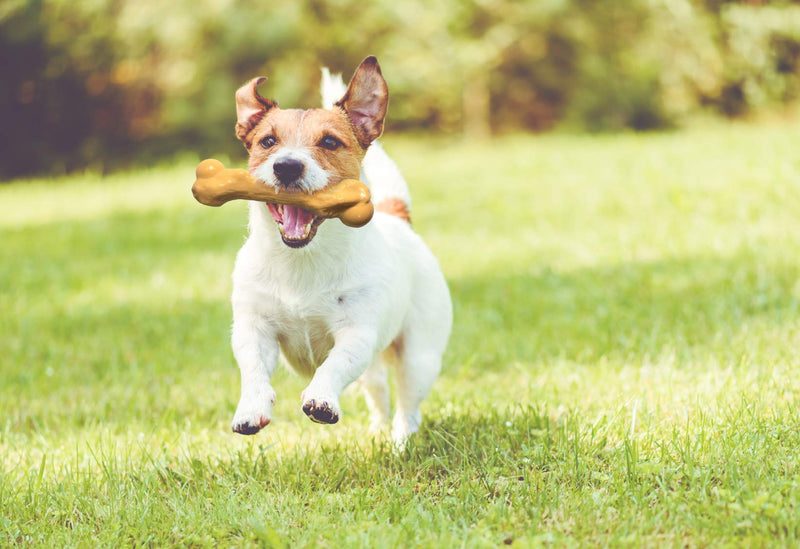 [Australia] - Pet Qwerks Zombie NYLON BarkBone - Chew Toy for Aggressive Chewers, Tough Durable Extreme Power Chewer Bone | Made in USA -  Available in 2 Flavors and 4 Sizes Cheddar Cheese Medium 