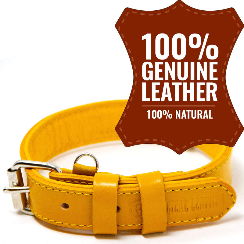 [Australia] - Logical Leather Dog Collar - Best Full Grain Padded Leather Collars S - Fits 11-13 in. Neck Yellow 