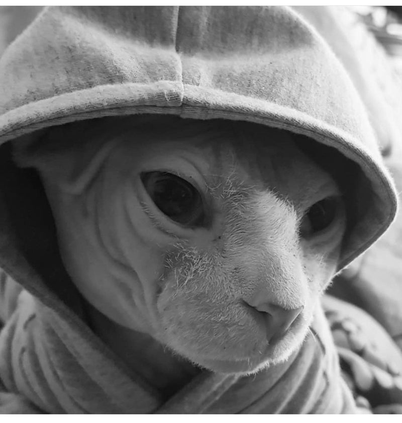 [Australia] - Kotomoda Cat's Hoodie AtHome L 