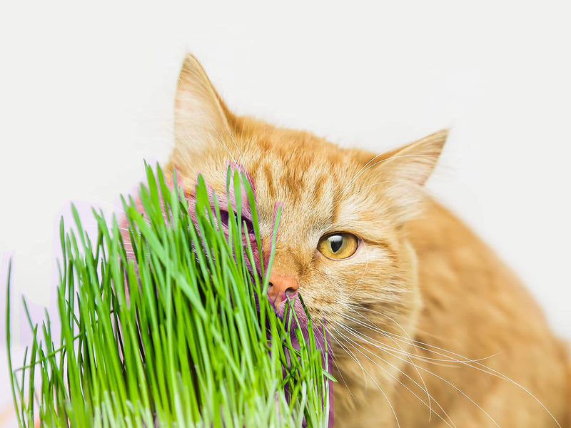 purr paw Cat Grass Plants (Organic) for Indoors (x4) Grow Kits - Just Add Water - PawsPlanet Australia