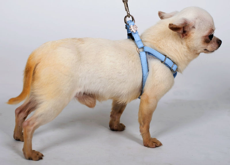 Dingo New York Harness for Small Breeds, Decorative Harness for Dog Made of Blue Leather 10833 - PawsPlanet Australia