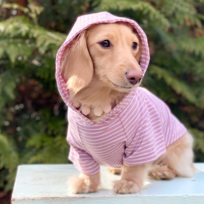 DJANGO Dog Hoodie and Super Soft and Stretchy Sweater with Elastic Waistband and Leash Portal X-Small Blush Pink - PawsPlanet Australia