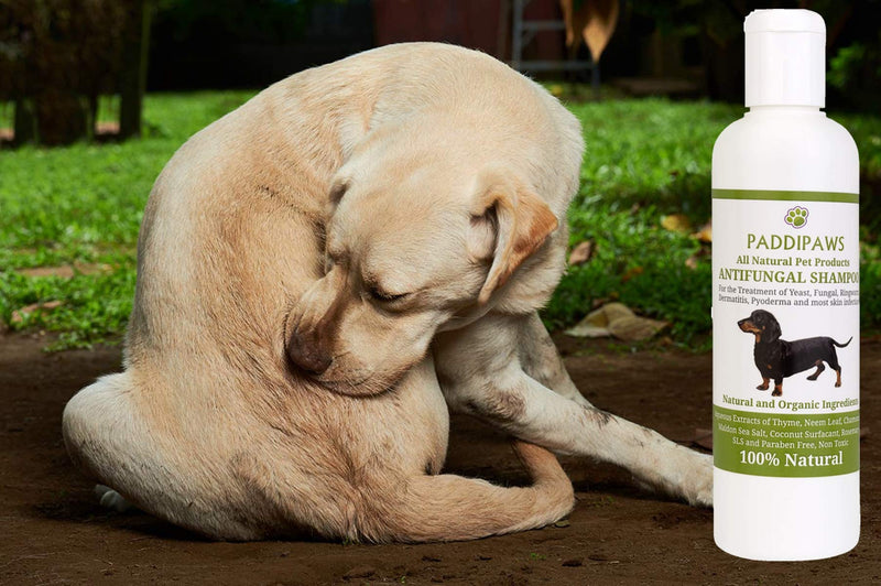 PADDIPAWS 100% Natural Antifungal Dog Shampoo and Antibacterial Dog Shampoo for Yeast Infections, Ringworm, Dermatitis, Pyoderma - Safe Natural Ingredients - Paraben and SLS Free - 500ml - PawsPlanet Australia