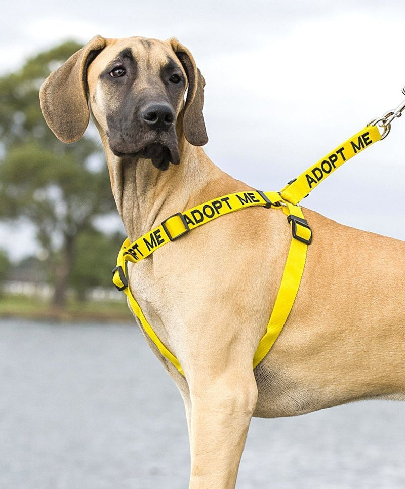 ADOPT ME (I Need A New Home) Yellow Colour Coded Non Pull L-XL Dog Harness PREVENTS Accidents By Warning Others Of Your Dog In Advance - PawsPlanet Australia