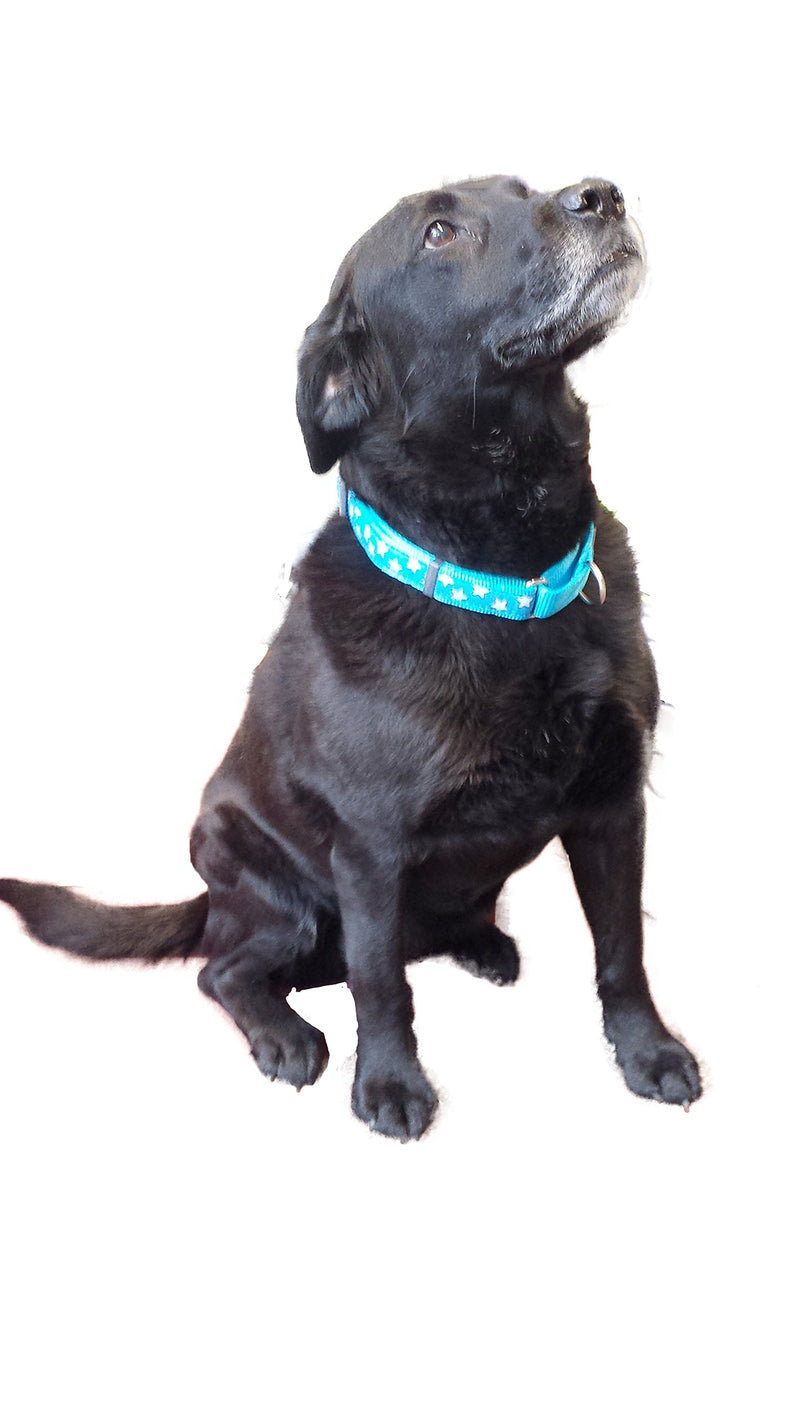 Red Dingo Martingale Collar, 32-47 cm x 20 mm, White Stars on Turquoise Medium - PawsPlanet Australia
