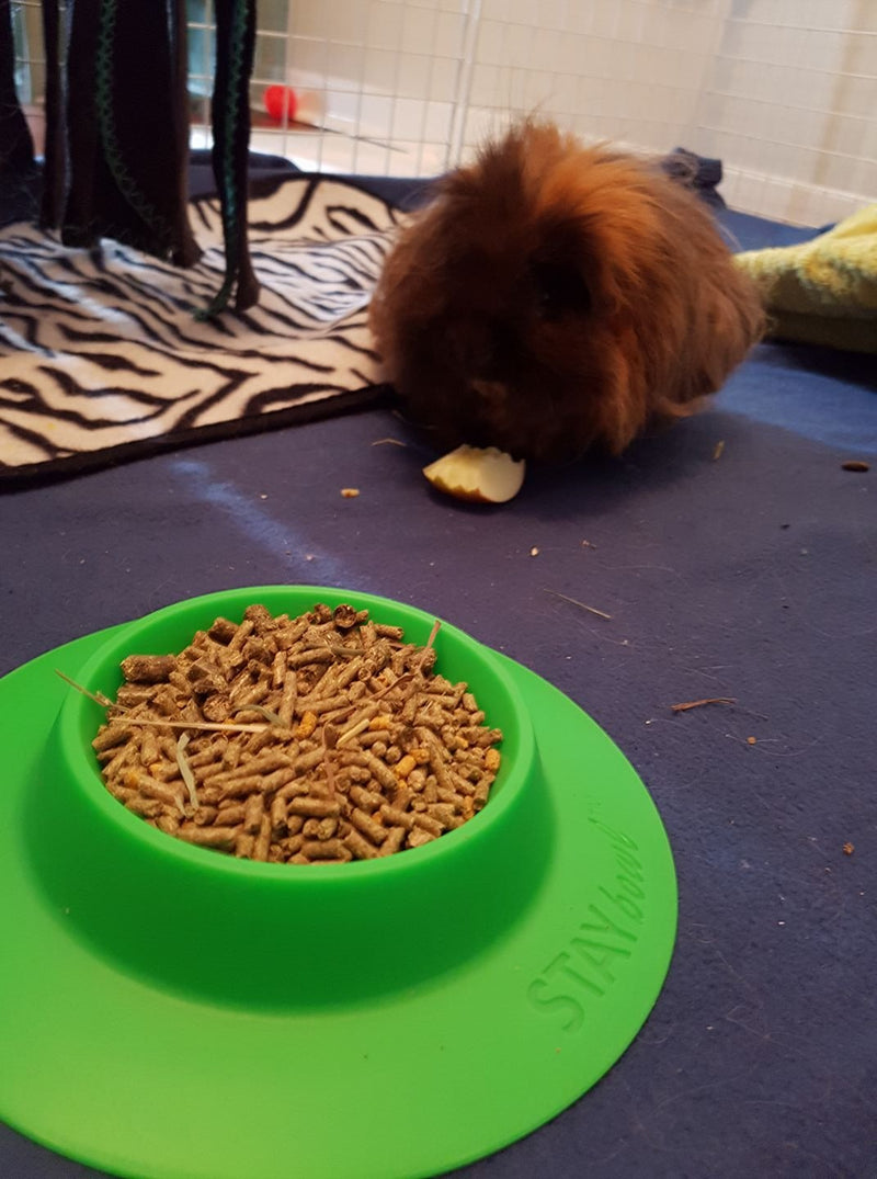 [Australia] - STAYbowl Tip-Proof Bowl for Guinea Pigs and Other Small Pets - Spring Green - Large 3/4 Cup Size New 