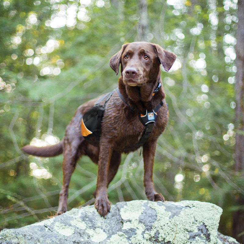 Kurgo Baxter Dog Backpack, Hiking Pack for Dogs, Lightweight, Reflective, Black/Orange - PawsPlanet Australia