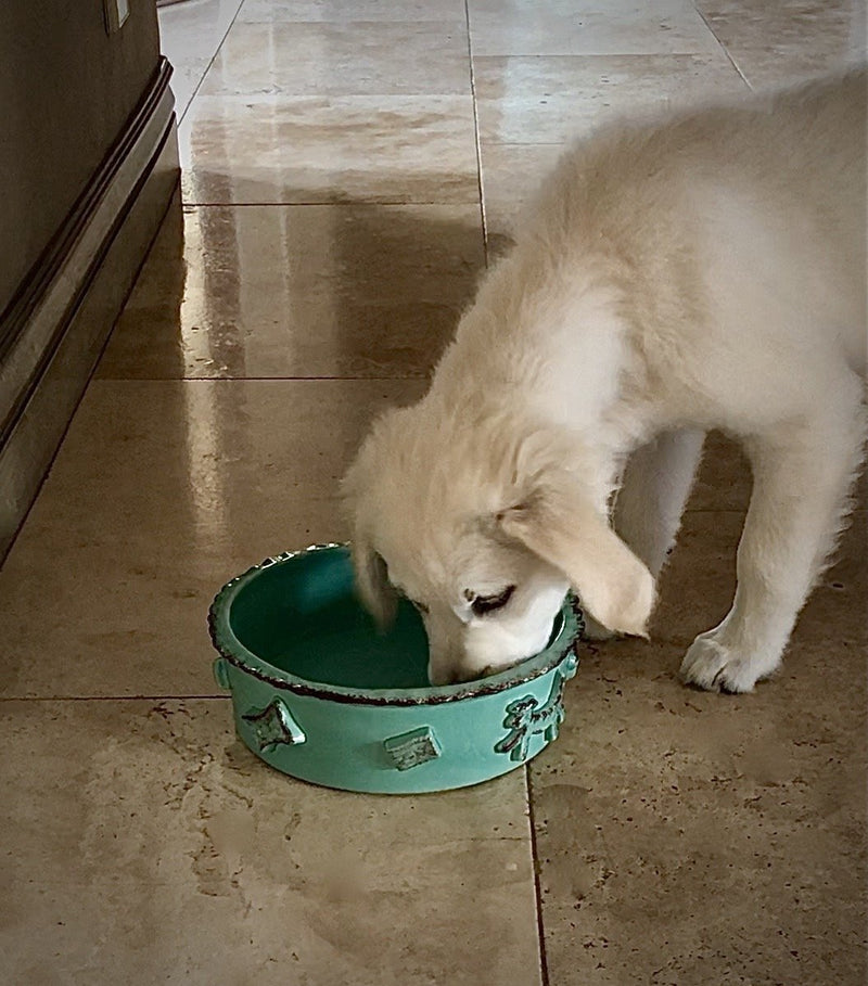 [Australia] - Carmel Ceramica Dog Bowl - Baby Blue Small 