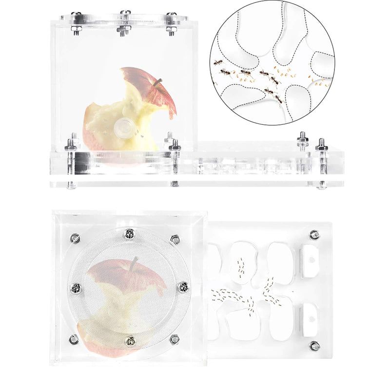 Furpaw Ant Farm, Ant Nest Formicarium to Observe Live Ant Habitat Transparent Acrylic Ant Housing Nest Box, Ants House for Feeding Ants - PawsPlanet Australia