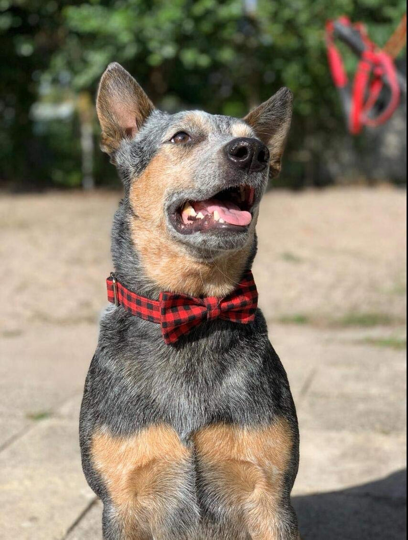 [Australia] - P.LOTOR Dog Collar Puppy Collar Bow Tie for Girl, Boy, Female, Male Dogs, Cat, Pet Accessories, Gift, Pet Stuff, Cute Pet Adjustable Collars Bowtie, Small, Medium, Large, Cool Collares Pare Perros 