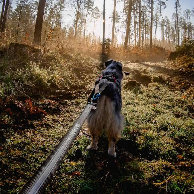Non-stop dogwear Bungee Touring Leash 2m/13mm |1537| All-rounder for all tours - PawsPlanet Australia