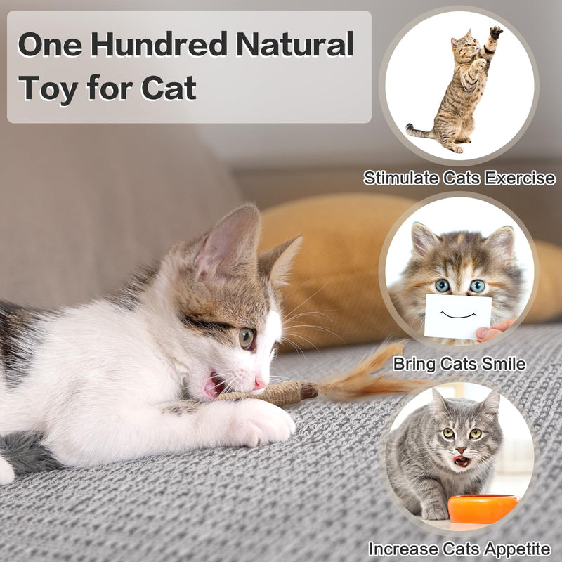 SPOKKI 6 pieces catnip sticks, cat toy set, matatabi stick for cats, dental care, removal of tartar and refreshing breath, organic interaction - PawsPlanet Australia