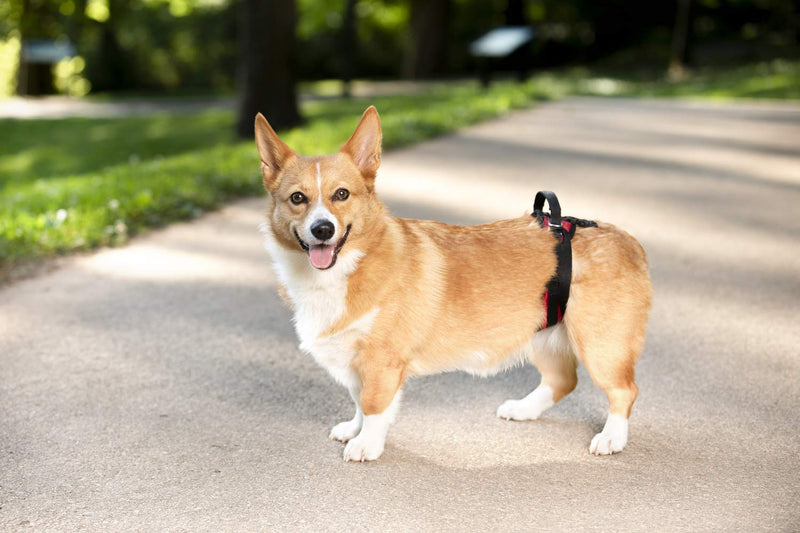 PetSafe CareLift Rear Support Harness - Lifting aid with handle and shoulder strap - Great for pet mobility and older dogs - Comfortable, breathable material - Easy to adjust - Large - PawsPlanet Australia