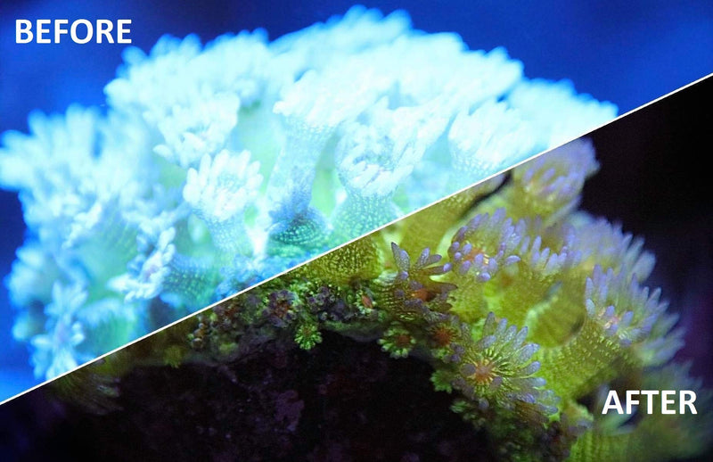 Kraken Reef UV Coral Viewing Glasses - PawsPlanet Australia