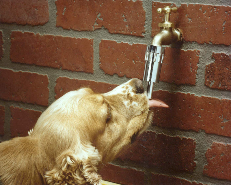Lixit Faucet Waterer for Dogs - PawsPlanet Australia