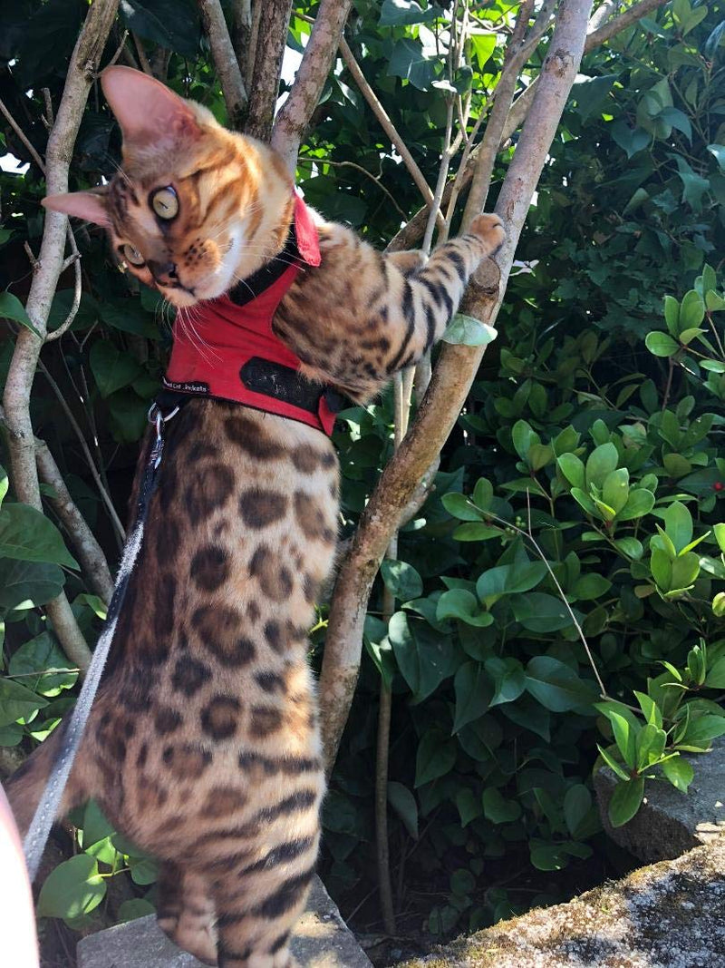 Mynwood Cat Jacket/Harness Red Adult Cat - PawsPlanet Australia