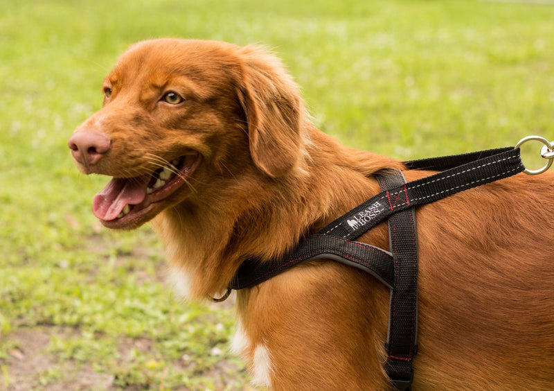 [Australia] - Leashboss No-Pull Dog Harness - Front and Rear Clip - Reflective - Padded for Walking and Training Large Black/Red/Grey/Reflective 