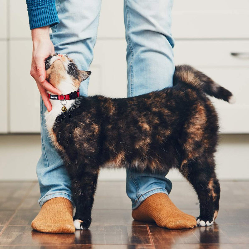 [Australia] - Kitten Collar with Bell, pet Collar, with Safety Buckle, Detachable cat Collar, Red, Blue,Black,Pink, Orange, Grass Blue, Adjustable Size, 3 Pieces Black, Blue, Red 