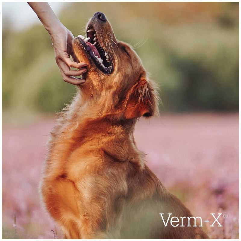 Verm-X All Natural Treats for Dogs. Supports Intestinal Hygiene. Vet Approved. UFAS Assured. Restores and Maintains Gut Vitality. Wormwood Free Recipe. 1.3 kg (Pack of 1) - PawsPlanet Australia