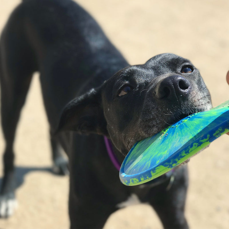 [Australia] - Ruff Dawg K9 Flyer Rubber Dog Toy Large Assorted Colors 