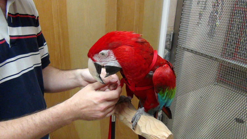 Bird Harness and Leash Amazon Cockatoo Harness Safe Adjustable Nylon Anti-bite Training Hraness Outside Walk for Large Bird Parrot Macaw Color Random (M) M - PawsPlanet Australia