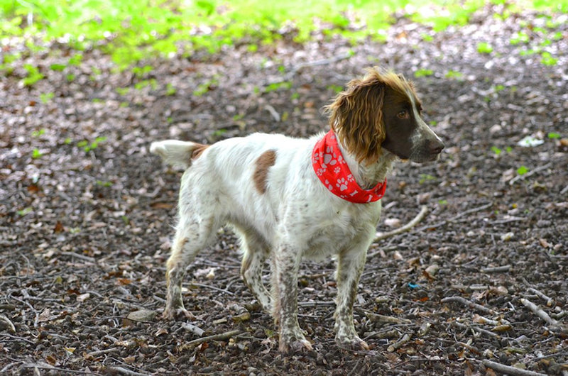 Ruffnek REFLECTIVE RED PAW & BONE PRINT DOG SCARF/COLLAR/BANDANA BE SAFE, BE SEEN - PawsPlanet Australia