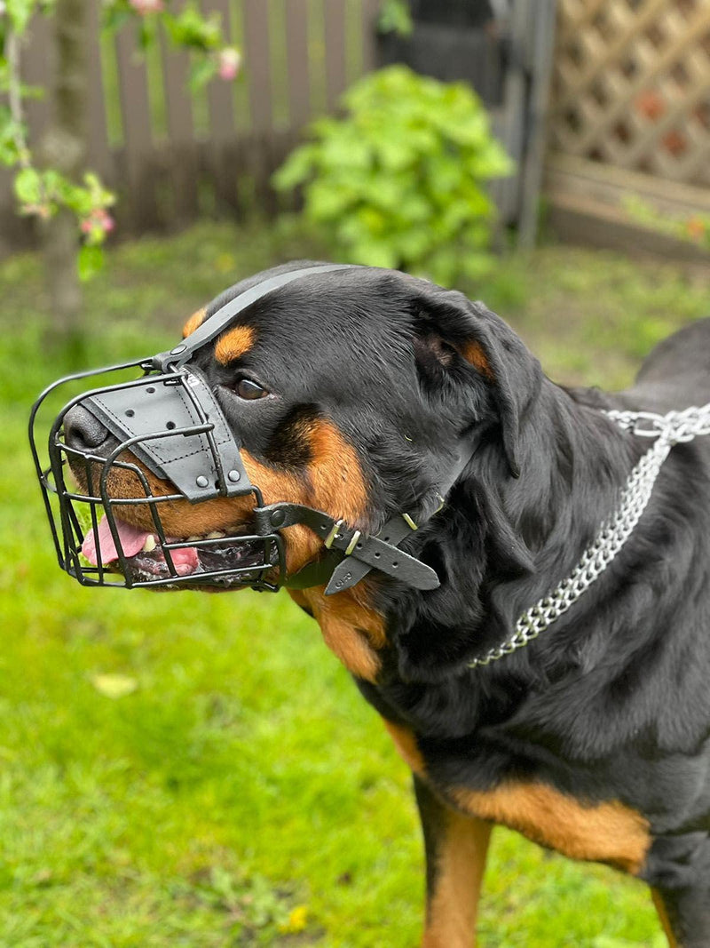 STRONG Wire Metal muzzle Basket Dog Muzzle Rottweiler,Mastiff Golden Retriever & other (R1, Black/Black Leather) R1 Black / Black Leather - PawsPlanet Australia