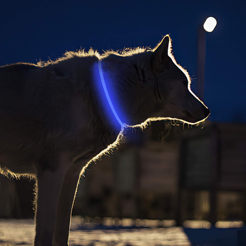 AMATHINGS LED Visio light dog collar in blue - dog collar bright and rechargeable with approx. 12 hours light time - shortenable dog light collar with USB micro cable - LED dog collar blue 2020 - PawsPlanet Australia