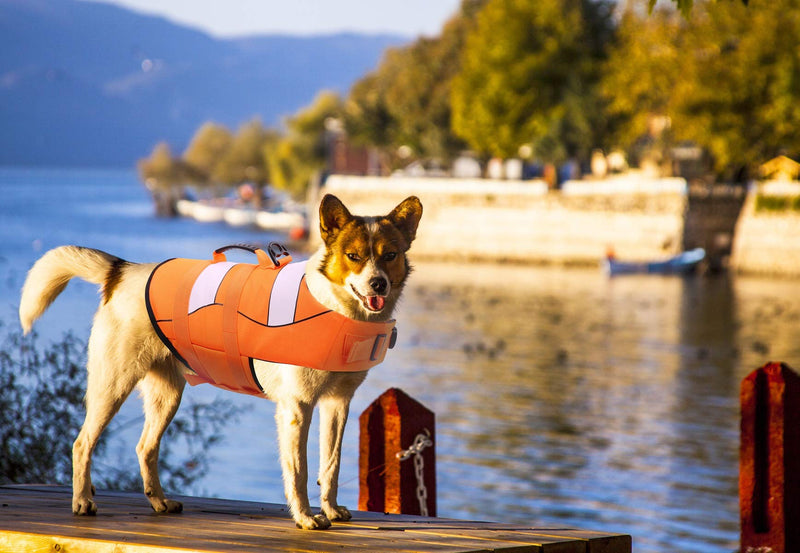 [Australia] - Queenmore Dog Life Jacket Adjustable Ripstop Dog Life Vests for Water Safety pet Life Vest with Rescue Handle Safety Vest for Swimming Pool Beach Boating X-Large Orange 