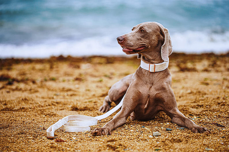ARING PET Dog Collar and Leash Set, Velvet Dog Collar and Leash, Soft, Comfortable and Adjustable Dog Collars for Small Medium Dogs. M White - PawsPlanet Australia