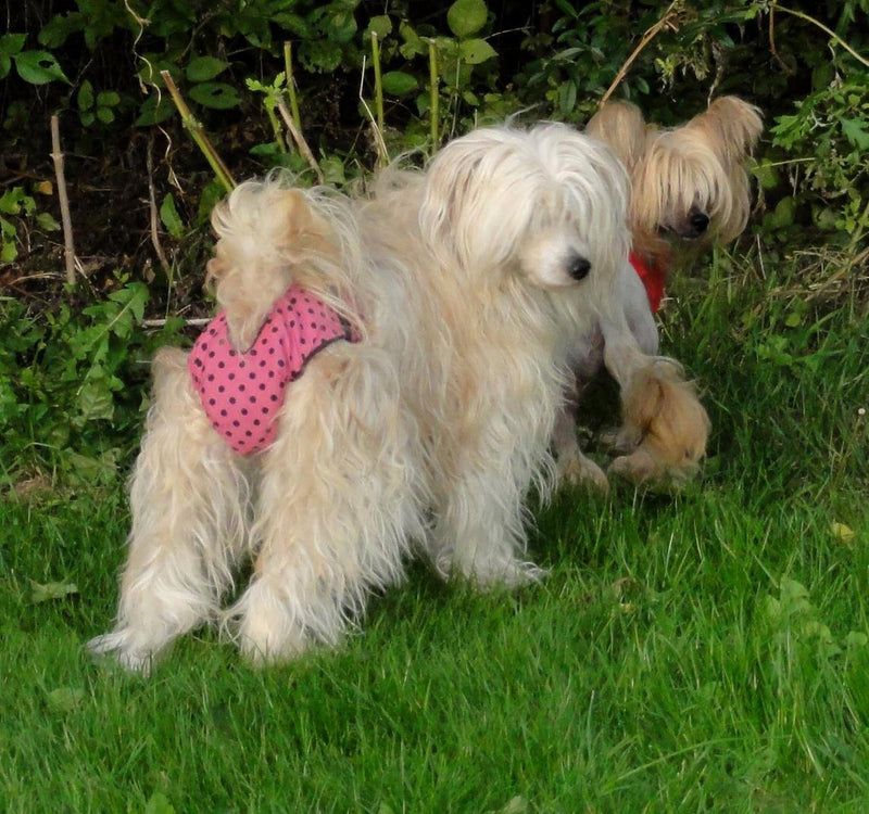 Glenndarcy Female Dog Season Nappy - Waterproof Fabric (Size Small Pants only, Dotty Pink) - PawsPlanet Australia