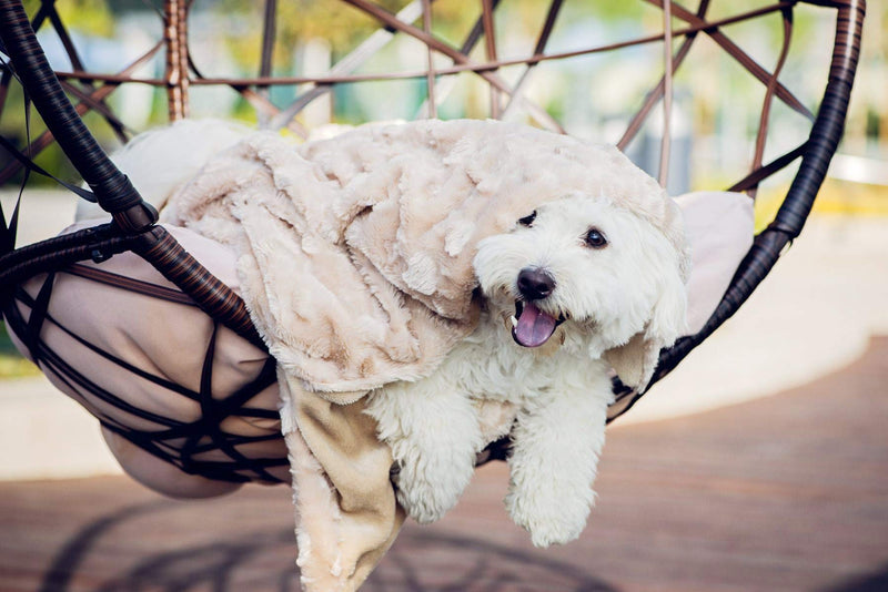 [Australia] - PETIQUE PB01801000 The Velvet Blanky Pet Blanket, Tan, One Size 