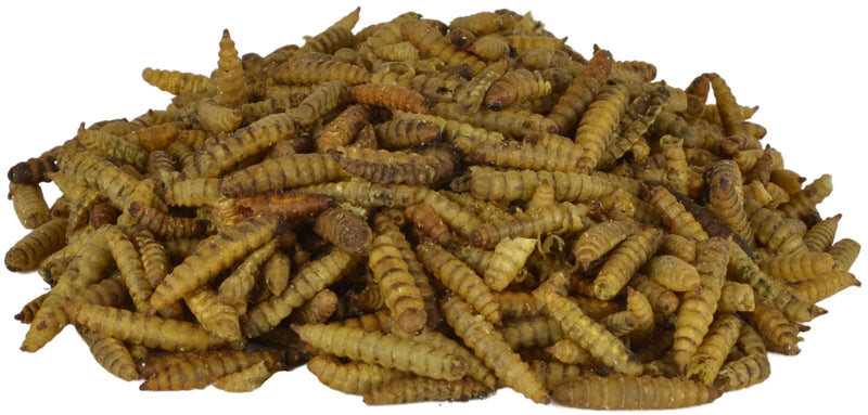 Supa Dried Calci Worms for Wild Birds, 3 Litre Bucket, High Energy Protein Rich Treat For Garden Birds, Attract More Birds To Your Garden, Quality Wild Bird Food. - PawsPlanet Australia