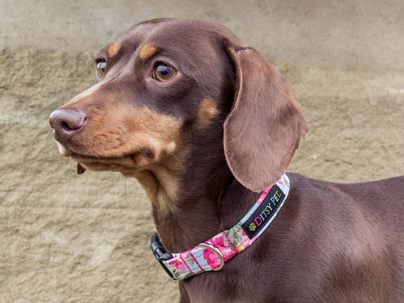 Ditsy Pet Rose Floral Dog Collar XLarge X-Large - PawsPlanet Australia