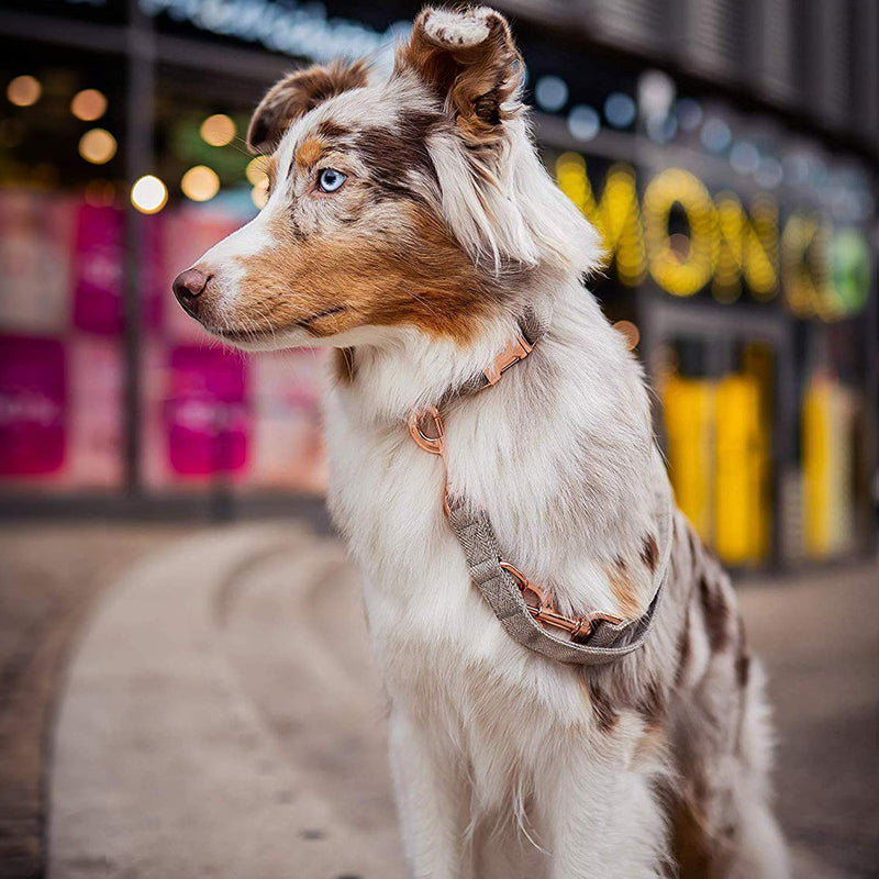 [Australia] - KUYOUGOU Heavy Duty Dog Collar and Leash (6.6'), Stylish Design with Rose Gold Set, 3 Adjustable Lengths, for Small to Large Dogs L ( 15.7''-24'' ) Beige 