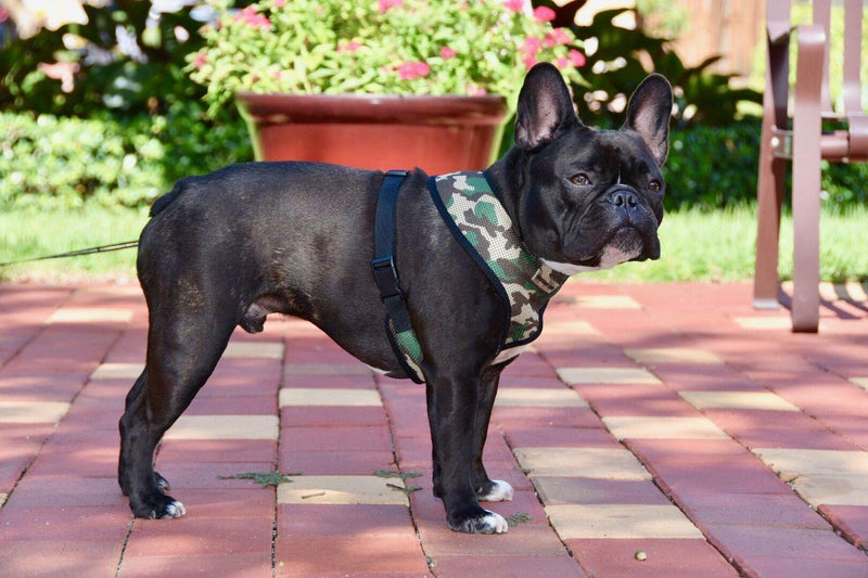 Parisian Pet Freedom Dog Harness, Camo, XS - PawsPlanet Australia