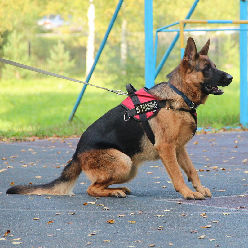 Pack of 2 removable patches, service dog patches, dog harness patch, name patch, harness patch, removable tactical, magic sticker for dog harness - PawsPlanet Australia