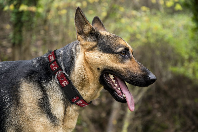 [Australia] - Pets First NHL Arizona Coyotes Collar for Dogs & Cats, Small. - Adjustable, Cute & Stylish! The Ultimate Hockey Fan Collar! NHL Collars Small (8 - 12" Length x 0.45" Width) 