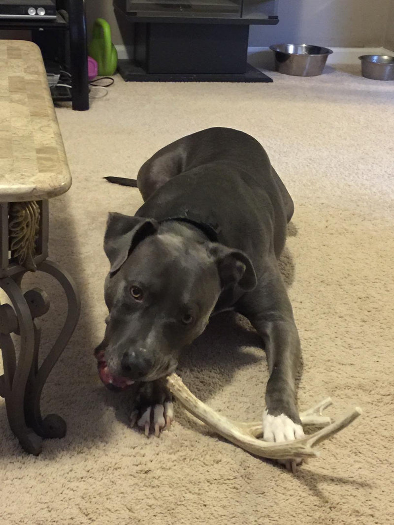 [Australia] - Big Dog Antler Chews Brand - XL Deer Antler Dog Chew - Extra Large, Jumbo, for Large Dogs and Puppies Who are Aggressive Chewers 