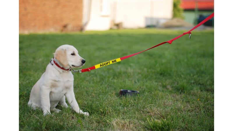 Tacticollar - Do Not Pet, Adopt Me, Training, and Service Dog Leash Sleeves, Double Sided, Highly Visible, Communicate Your Dogs Needs to Prevent Accidents - PawsPlanet Australia